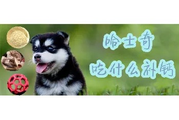 哈士奇吃什么补钙