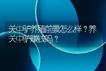 关中驴养殖前景怎么样？养关中驴赚钱吗？