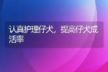 认真护理仔犬，提高仔犬成活率