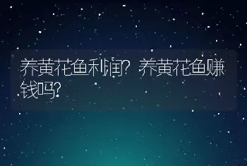 养黄花鱼利润？养黄花鱼赚钱吗?