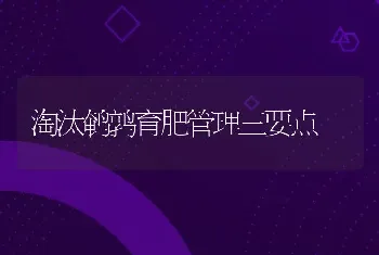 淘汰鹌鹑育肥管理三要点