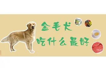 金毛犬吃什么最好