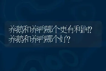 养鹅和养鸭哪个更有利润?养鹅和养鸭哪个好?