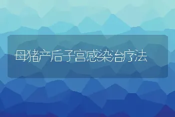 母猪产后子宫感染治疗法