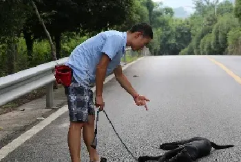 怎么训练狗狗装死的行为？