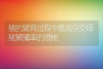 猪的繁育过程中提高杂交母猪繁殖率的措施