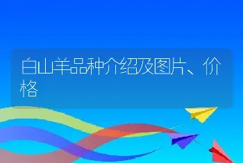 白山羊品种介绍及图片、价格