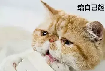 掌握这些小技巧,让猫咪记住自己的名字!