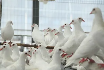 肉鸽养殖中童鸽的选育与饲养