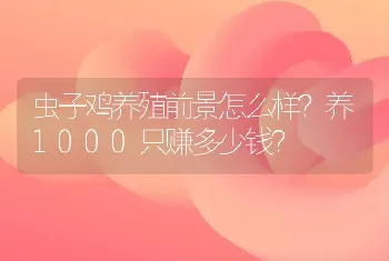 虫子鸡养殖前景怎么样？养1000只赚多少钱？