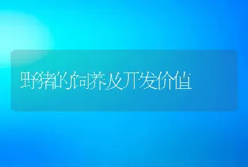 野猪的饲养及开发价值