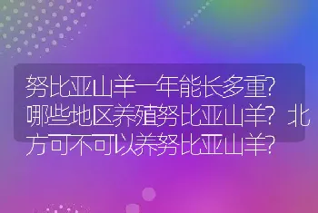 努比亚山羊一年能长多重?哪些地区养殖努比亚山羊?北方可不可以养努比亚山羊?