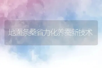 地面条桑省力化养蚕新技术