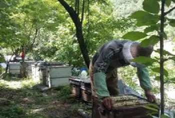 蜜蜂冬季管理要点