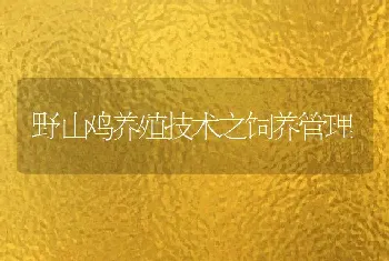 野山鸡养殖技术之饲养管理