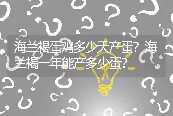 海兰褐蛋鸡多少天产蛋？海兰褐一年能产多少蛋？