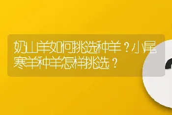 奶山羊如何挑选种羊？小尾寒羊种羊怎样挑选？