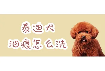 泰迪犬泪痕怎么洗