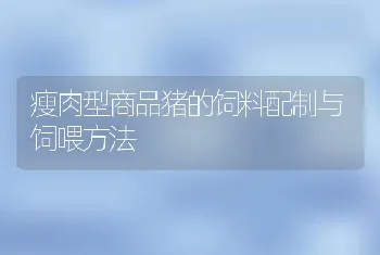 瘦肉型商品猪的饲料配制与饲喂方法