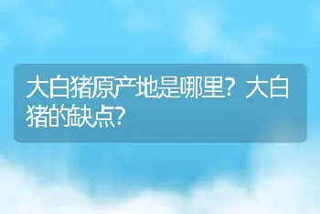 大白猪原产地是哪里？大白猪的缺点？