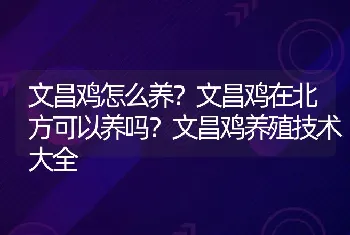 文昌鸡怎么养？文昌鸡在北方可以养吗？文昌鸡养殖技术大全