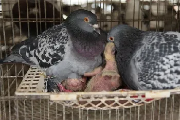 养殖肉鸽品种的选择