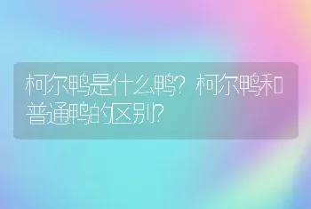 柯尔鸭是什么鸭？柯尔鸭和普通鸭的区别？