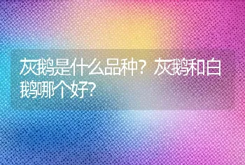 灰鹅是什么品种？灰鹅和白鹅哪个好？