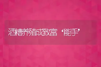 酒糟养殖成致富‘能手’