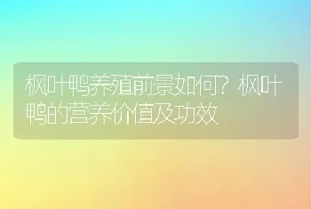 枫叶鸭养殖前景如何？枫叶鸭的营养价值及功效