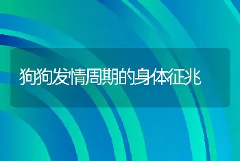 狗狗发情周期的身体征兆