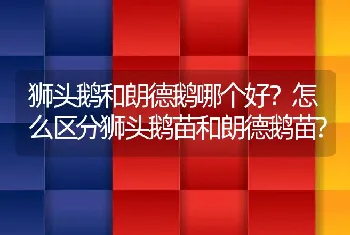 狮头鹅和朗德鹅哪个好？怎么区分狮头鹅苗和朗德鹅苗?