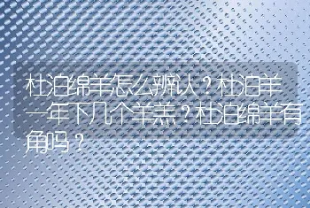 杜泊绵羊怎么辨认？杜泊羊一年下几个羊羔？杜泊绵羊有角吗？