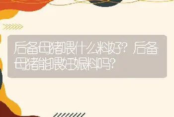 后备母猪喂什么料好?后备母猪能喂妊娠料吗?