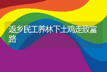 返乡民工养林下土鸡走致富路