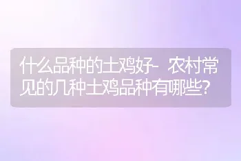 什么品种的土鸡好-农村常见的几种土鸡品种有哪些？