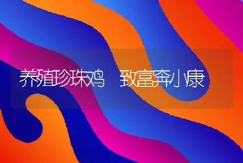 养殖珍珠鸡 致富奔小康