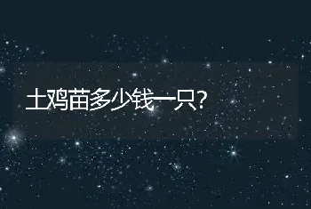 土鸡苗多少钱一只？