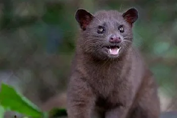 猫屎咖啡真是用猫屎做的吗