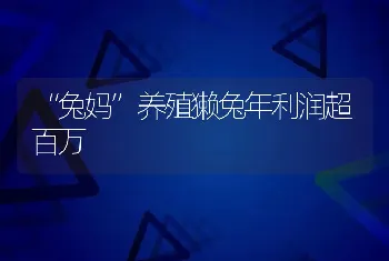 “兔妈”养殖獭兔年利润超百万