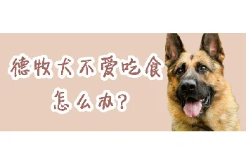 德牧犬不爱吃食怎么办