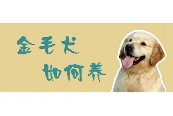 金毛犬如何养