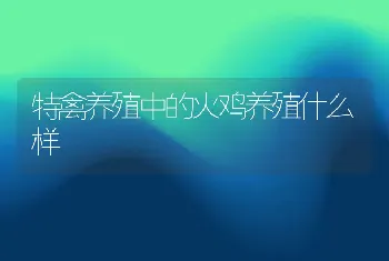 特禽养殖中的火鸡养殖什么样