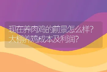 现在养肉鸡的前景怎么样？大棚养鸡成本及利润？