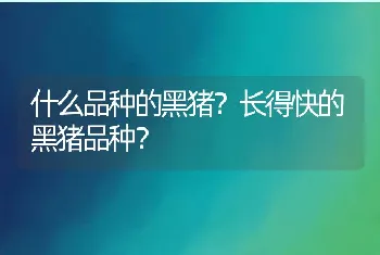 什么品种的黑猪？长得快的黑猪品种？