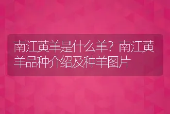 南江黄羊是什么羊？南江黄羊品种介绍及种羊图片