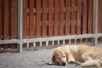 狗狗对主人的态度，从它睡觉的姿势就能看出！