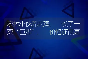 农村小伙养的鸡, 长了一双“巨脚”, 价格还很高