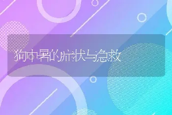 狗中暑的症状与急救