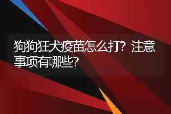 狗狗狂犬疫苗怎么打？注意事项有哪些？